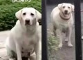 一女童被大型犬咬伤,咬伤女童的罗威纳犬怎么处理？