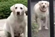 一女童被大型犬咬伤,咬伤女童的罗威纳犬怎么处理？