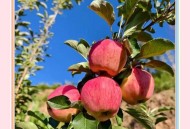 日本苹果病高发,苹果手机能在日本用么？