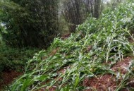 每户发5万受灾津贴,受灾补贴标准？