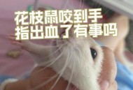 孩子手指被兔子咬掉,兔子喜欢舔我的手，为什么？