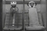 实验猴明年订单排满,关于恒河猴实验结果哪个是对的？