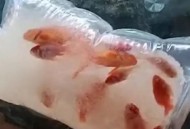 被鲨鱼咬后炫耀伤口,小金鱼被其它鱼咬伤了怎么办？