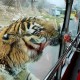 在动物园被老虎咬伤,被老虎咬一口怎么样？
