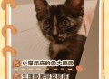 猫在超市米中排泄,小奶猫为什么总爱在沙发底下排泄？