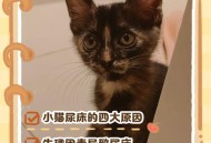 猫在超市米中排泄,小奶猫为什么总爱在沙发底下排泄？