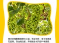 阳光玫瑰变阳光没贵,云南阳光玫瑰和四川阳光玫瑰区别？
