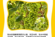 阳光玫瑰变阳光没贵,云南阳光玫瑰和四川阳光玫瑰区别？