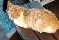 猫打疫苗6天后死亡,猫打完疫苗后一直叫，咋回事？