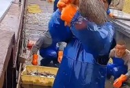 起猛了看到鱼长翅膀,鱼翅膀断了能长出来么？