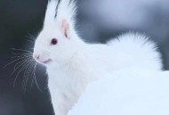 四川惊现白色小松鼠,灰白松鼠是国家保护动物吗？