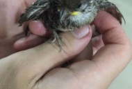 下地干活式旅游火了,麻雀应该如何放生？