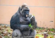 网红黑猩猩正在戒烟,网红黑猩猩正在戒烟是真的吗