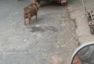 路上捡猪当场报警,在路上捡到东西没报警有没有触犯法律？