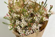 澳洲枪击案枪手已醒,澳洲腊梅需要醒花吗？