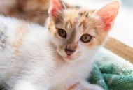 最长寿的在世猫30岁,最长寿的在世猫30岁是谁