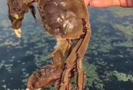 山姆黄金蟹被指侵权,山姆的阳澄湖大闸蟹是真的吗？