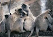 实验猴明年订单排满,实验猴养殖成本与利润？