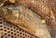 离家一年活鱼变鱼刺,鱼刺半年