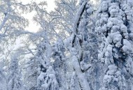 黑龙江漠河又下雪了,漠河10月份下雪吗？