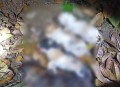 医生持弓箭射流浪猫,急诊科医生肚子里有猫第几集？