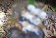 医生持弓箭射流浪猫,急诊科医生肚子里有猫第几集？