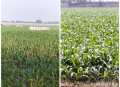 河南玉米收获季遇雨,玉米成熟了一直在下雨怎么办？