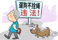 不拴绳遛20多条狗,不牵绳猫咪会丢吗？