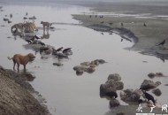 哥海域现漂浮遗体,为什么水中漂浮的尸体多没有衣服？