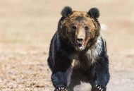 藏马熊进村咬死狗,棕熊，狮，虎是咬死人还是吃人？