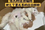 离婚被判吃掉鸡再离,断奶可以吃鸡肉吗？