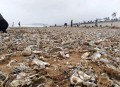 台风后海边海鲜遍地,台风过后青岛海滩上全是海鲜，民众一铲一麻袋, 你怎么看？