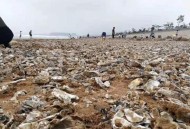 台风后海边海鲜遍地,台风过后青岛海滩上全是海鲜，民众一铲一麻袋, 你怎么看？