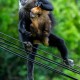 白头叶猴50米速降,白头叶猴视频