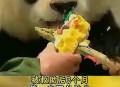 大熊猫高高去世,大熊猫高高百科