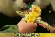 大熊猫高高去世,大熊猫高高百科