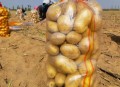 游客内蒙古捡土豆,内蒙古哪里土豆多？