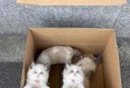 有商户现宰活猫出售,宰猫是什么？