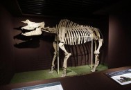 贵州现52具熊猫化石,大熊猫化石的历史？