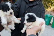 流浪狗基地现狗吃狗,到流浪狗救助站领养狗狗需要花钱吗？