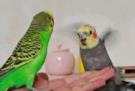 带狗进店咬死鹦鹉,虎皮鹦鹉为什么咬死自己的宝宝？