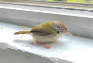 鸟撞玻璃事故频发,为什么鸟会误撞玻璃？