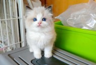 就餐获小朋友投喂,布偶猫太能吃怎么办？