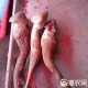 连续36年长出鸡枞,连续36年长出鸡枞菌