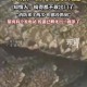 一20斤蟒蛇生吞牛犊,广州3.5米长巨蟒，缠死初生牛犊，为什么看见人后主动吐出？