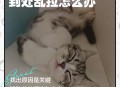 猫在超市米中排泄,野猫在同一个地方排泄，怎么办？