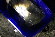 钓鱼被当猎物枪击,钓鱼被当猎物枪击怎么办