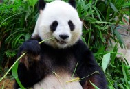 连续7年监测到大熊猫,抗大熊猫促FSH抗体、试剂盒及FSH酶联免疫检测方法与流程？