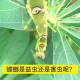 误杀邻居宠物螳螂,螳螂能打过蜈蚣吗？