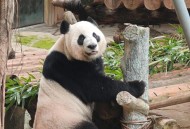 山西出现熊猫鸭,山西大熊猫叫什么？